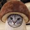 Profilbild von まーたそ