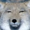 コロコロん profil fotoğrafı