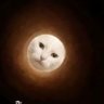Profilbild von 我有一只猫