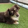 犬くぼう profil fotoğrafı