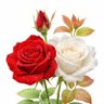 عبد الرزاق غصيبة's profile picture