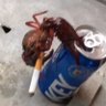 Profilbild von イカロス