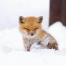 🦊 的头像