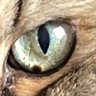 Фото профиля العراق هو الحضاره و الحضارة هي العراق 2 الاحتياط