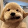 มัมหมีจีงๆ's profile picture