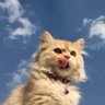 Fer 🐇🦦 profil fotoğrafı