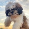 சவுல்_எ_பவுல் profil fotoğrafı