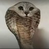 Lan7in profil fotoğrafı