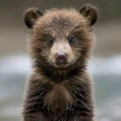 ursinerespecter's profile picture