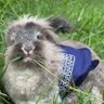 Profilbild von El Conejo 🐇