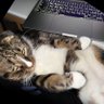 jordan kitty profil fotoğrafı