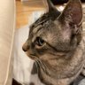 Kingdumelo profil fotoğrafı