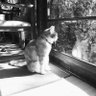 気まぐ蓮根子(ネッコ)♡Ⅲ profil fotoğrafı