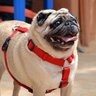 Фото профиля Puggy Man