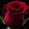 M@@D's profile picture