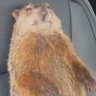 Фото профиля Real_AJGroundHog