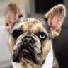 Фото профиля The Merle Frenchies