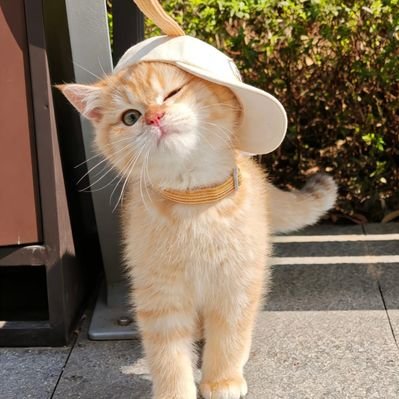 MeowOnDuty's profile picture