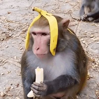 monkiinana's profile picture