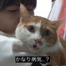 ぬこ山ぬこ太郎 的头像