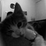 Profilbild von Seji