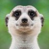 Dragonnetti's profile picture