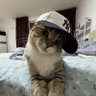 Lingo's profile picture