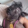 Profilbild von Chenbin