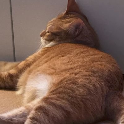 kkungjjakjjak's profile picture
