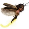 Luciole maladroite profil fotoğrafı