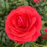 Rose profil fotoğrafı