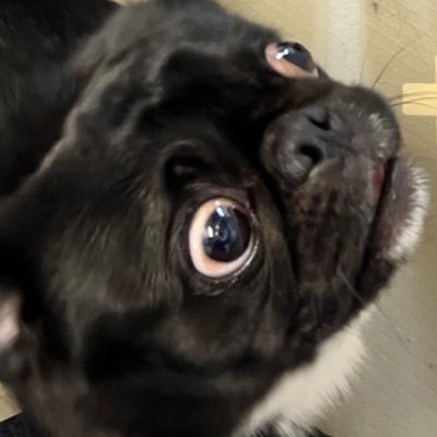 百足(mukade)'s profile picture