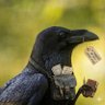 Le Corbeau de Lola's profile picture