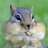 Chipper munk's profile picture