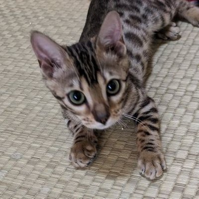 Bengal Cat mimi (ΦωΦ)'s profile picture