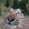 Бродячая печь's profile picture