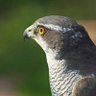 Grumpygoshawk 的头像