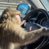 Фото профиля porsche monkey