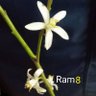 Фото профиля Ram🍋ラム👻🌾