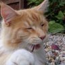 Moggo Rubby's profile picture