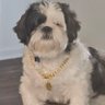 stipe profil fotoğrafı