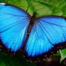 BrightBlueButterfly's profile picture