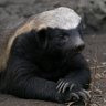 Agent_H.Badger 🇬🇧🇬🇧✝️🇬🇧🇬🇧's profile picture