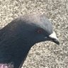 ぎーな's profile picture