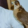 قِبْاء🇯🇴 profil fotoğrafı