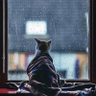 Tawfiq Al-Atassi's profile picture