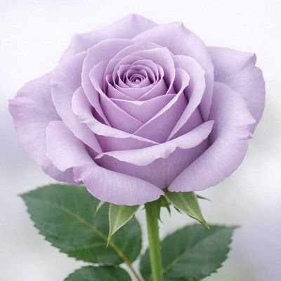 花いち輪's profile picture