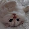 StephanieDavis926 的头像