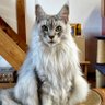 Фото профиля よのにゃん(世の中みじめ)