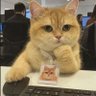 Gowtham profil fotoğrafı